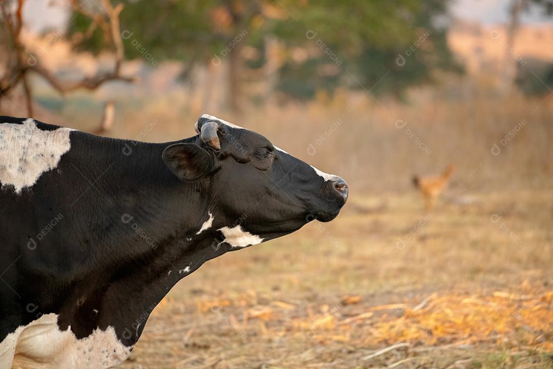 Vaca adulta animal bovino em uma fazenda brasileira