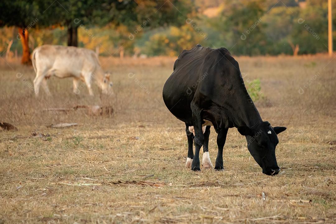 Vaca adulta animal bovino em uma fazenda brasileira