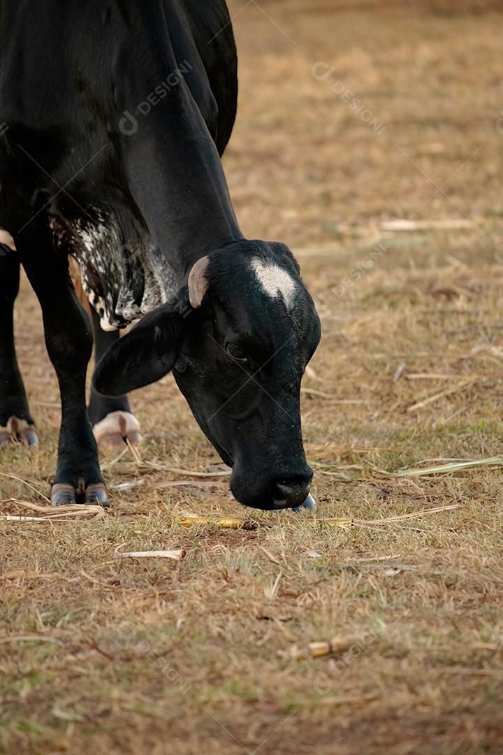 Vaca adulta animal bovino em uma fazenda brasileira