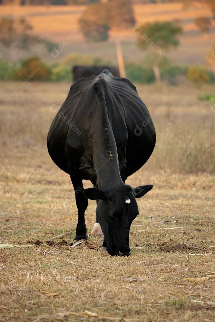 Vaca adulta animal bovino em uma fazenda brasileira