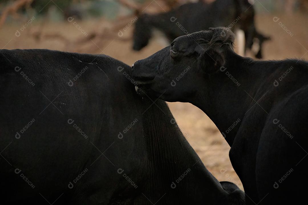 Vaca adulta animal bovino em uma fazenda brasileira