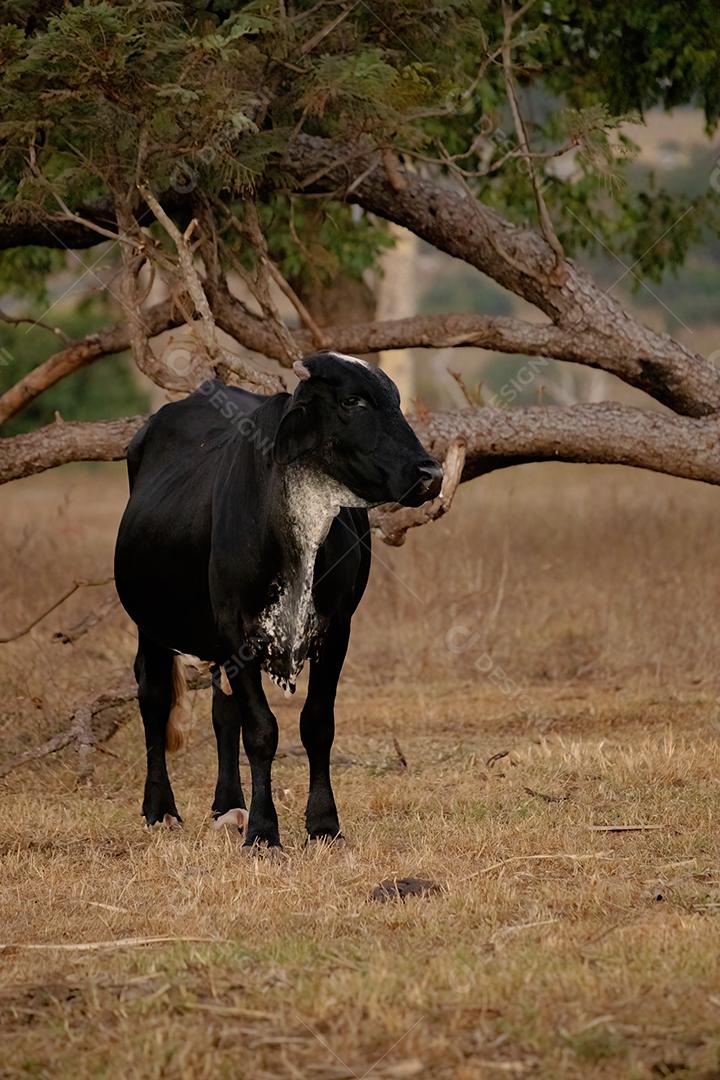 Vaca adulta animal bovino em uma fazenda brasileira