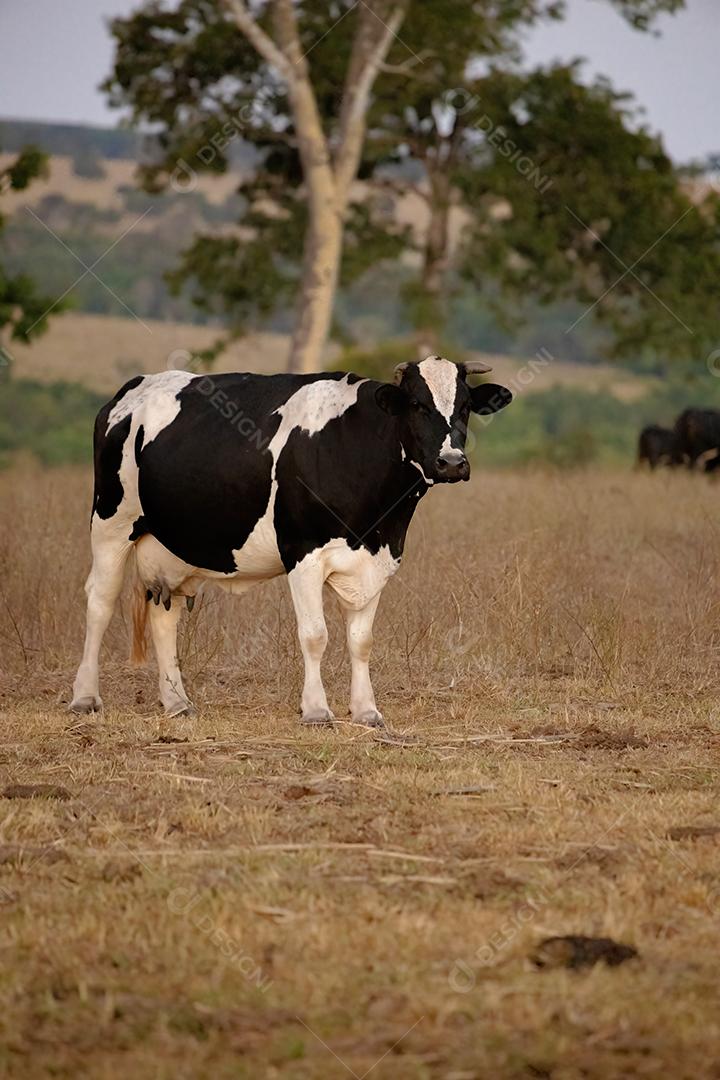 Vaca adulta animal bovino em uma fazenda brasileira