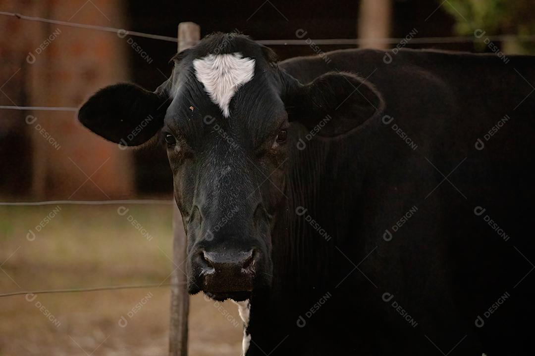 Vaca adulta animal bovino em uma fazenda brasileira
