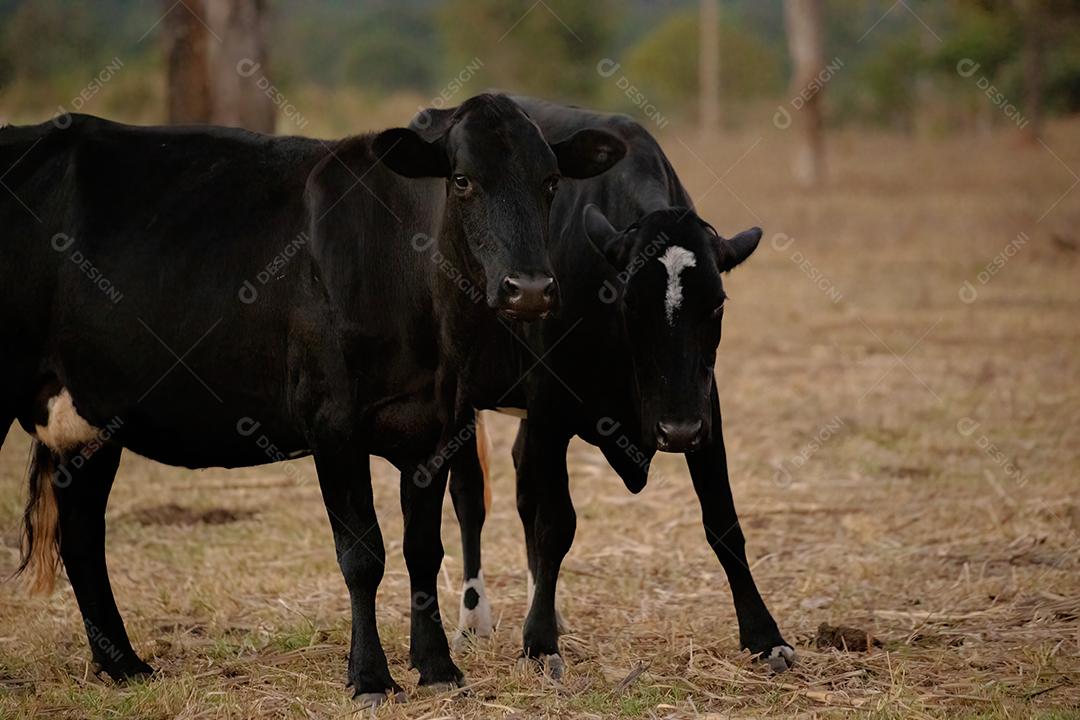 Vaca adulta animal bovino em uma fazenda brasileira