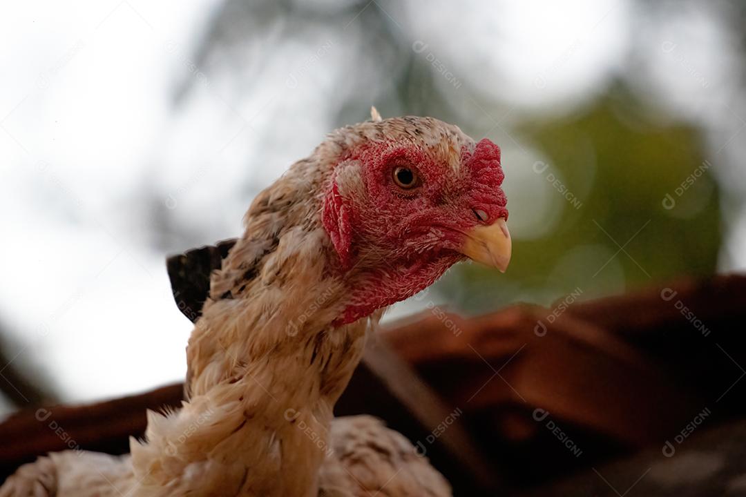 Animal doméstico galinha terrero fazenda galinheiro