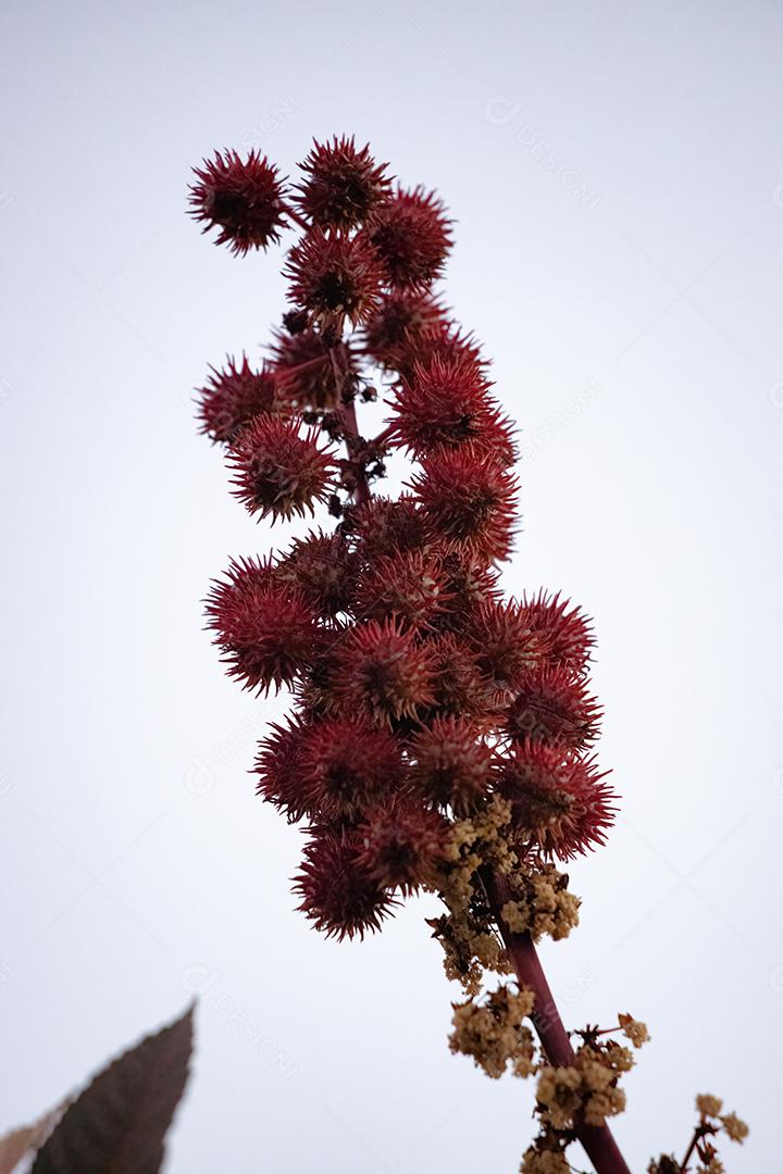 Mamona vermelha da espécie Ricinus communis