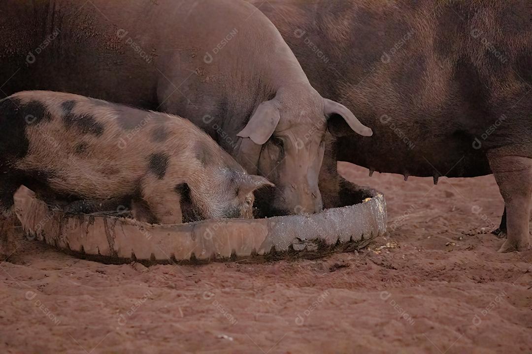 Porco preto criado em chiqueiro fazenda terrero