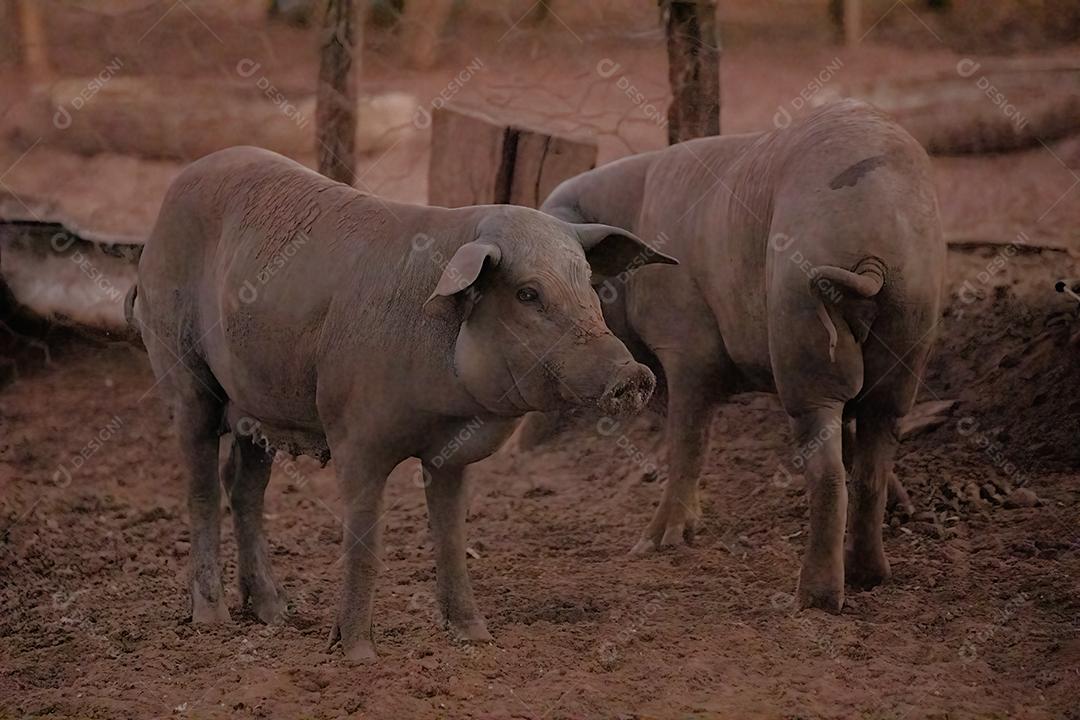 Porco preto criado em chiqueiro fazenda terrero