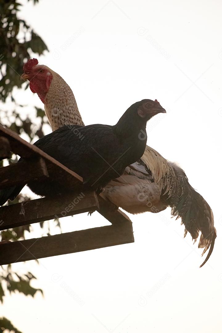 Animal doméstico galinha terrero fazenda galinheiro