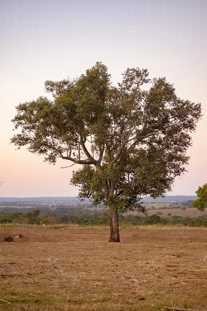 Grande árvore de angiospermas em uma área de pastagem de uma fazenda