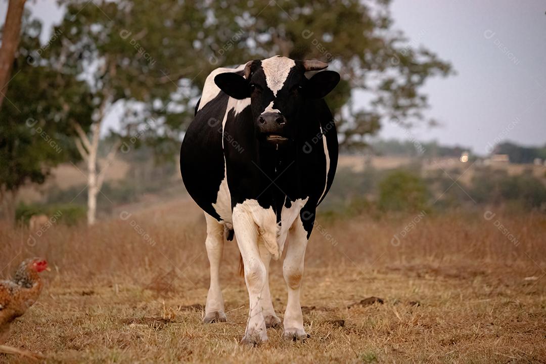 Vaca adulta animal bovino em uma fazenda brasileira