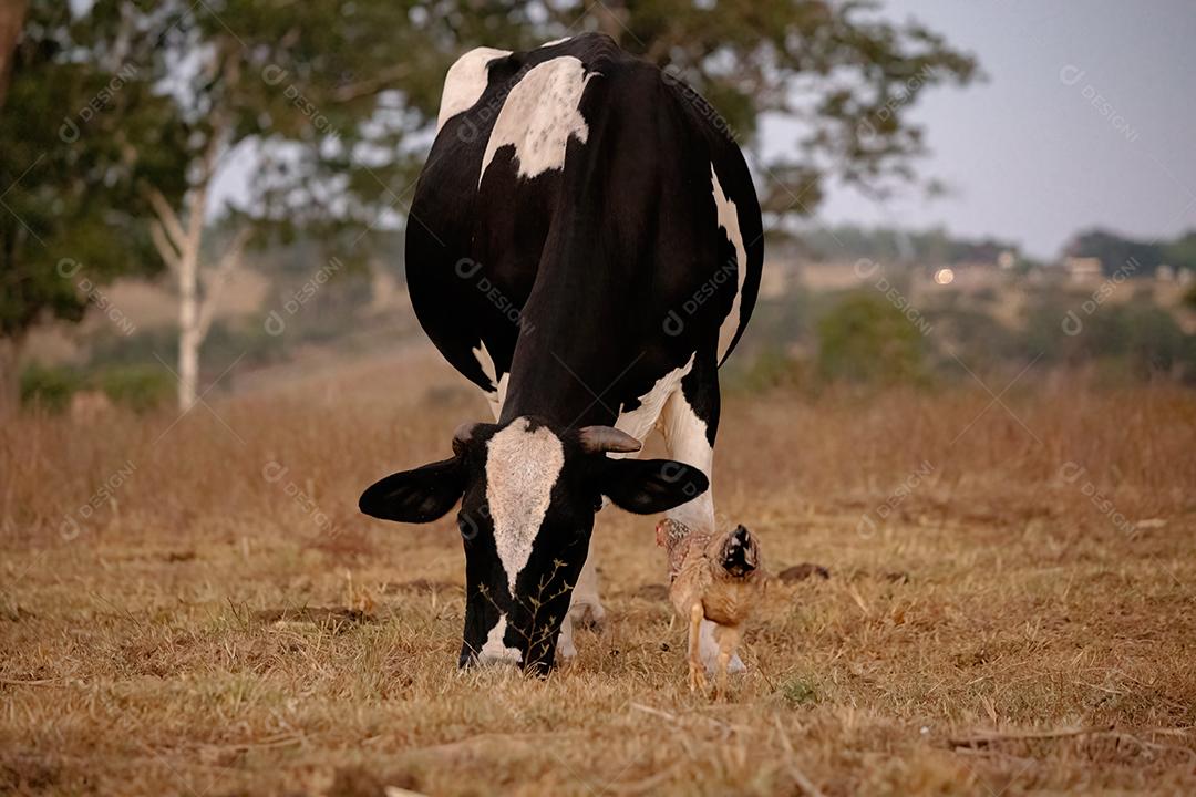 Vaca adulta animal bovino em uma fazenda brasileira