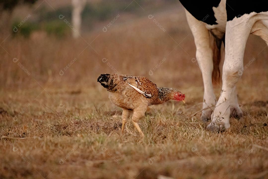 Animal doméstico galinha terrero fazenda galinheiro