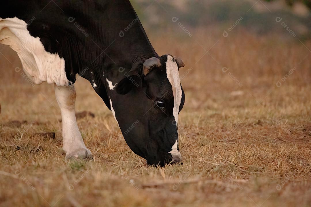 Vaca adulta animal bovino em uma fazenda brasileira