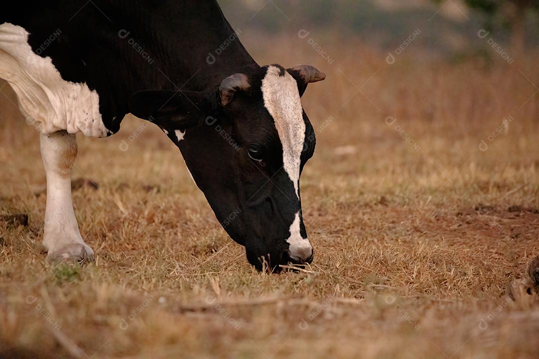 Vaca adulta animal bovino em uma fazenda brasileira