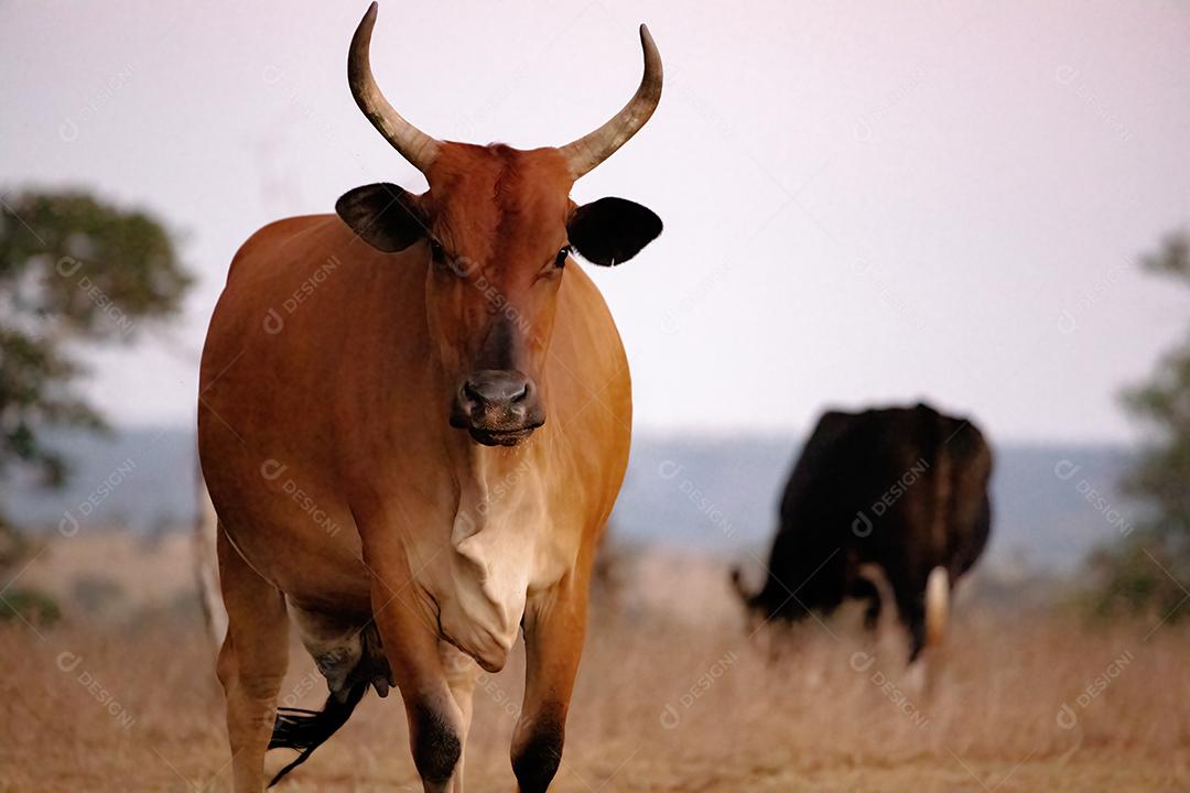 Vaca adulta animal bovino em uma fazenda brasileira