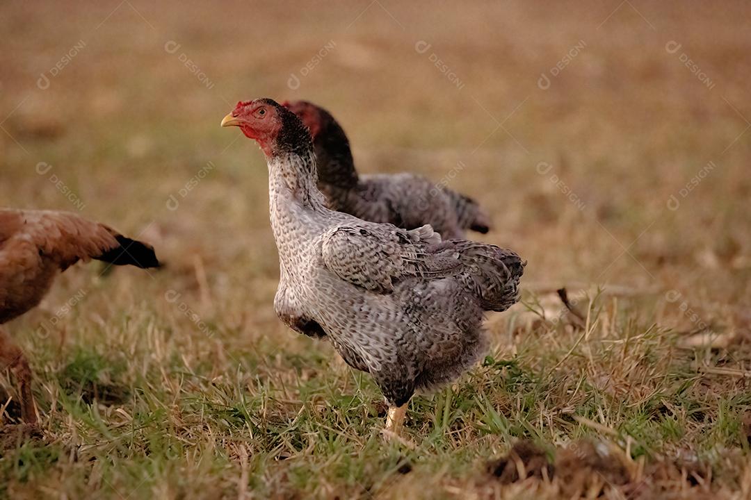Animal doméstico galinha terrero fazenda galinheiro
