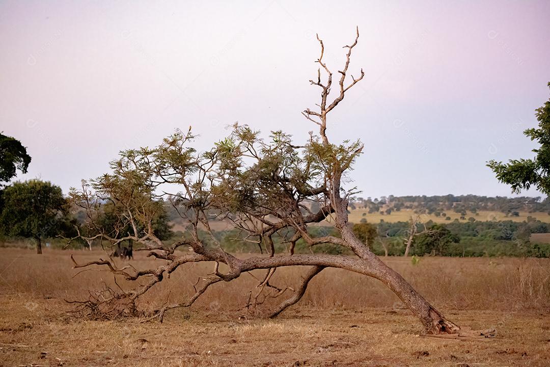 Grande árvore de angiospermas em uma área de pastagem de uma fazenda