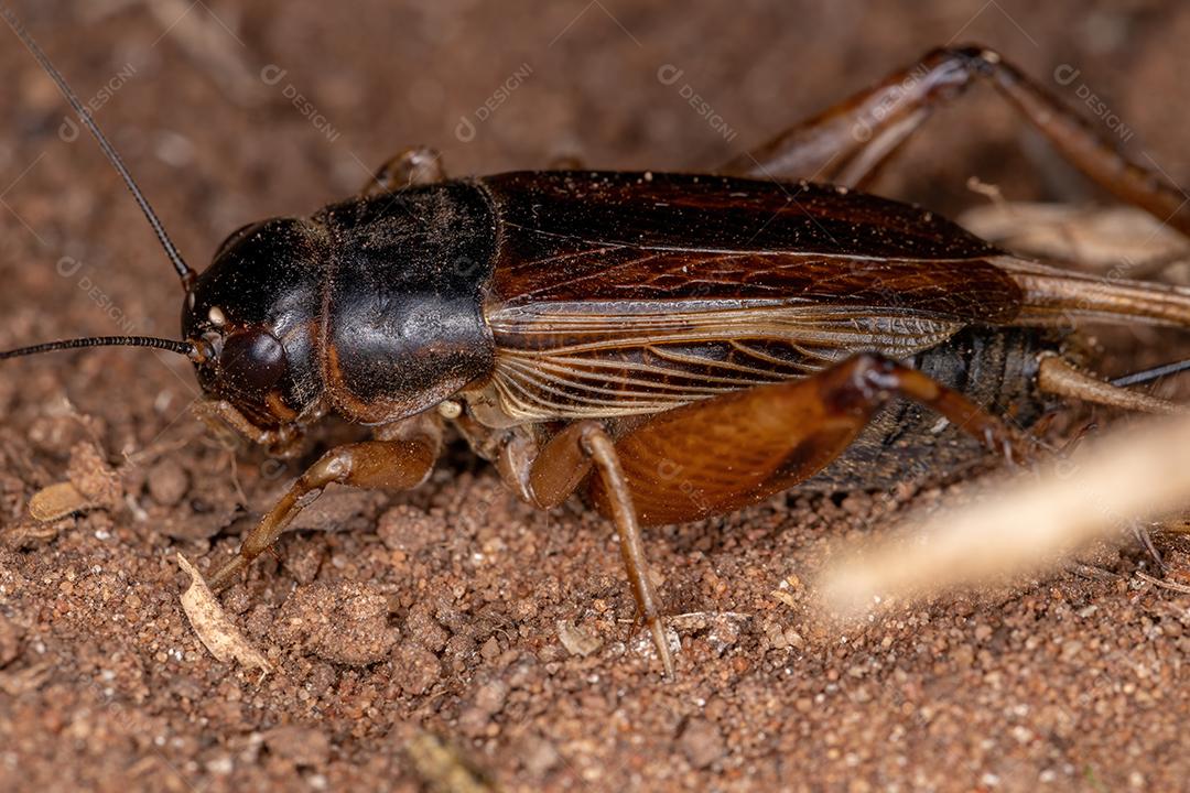 Grilo de campo adulto da subfamília Gryllinae