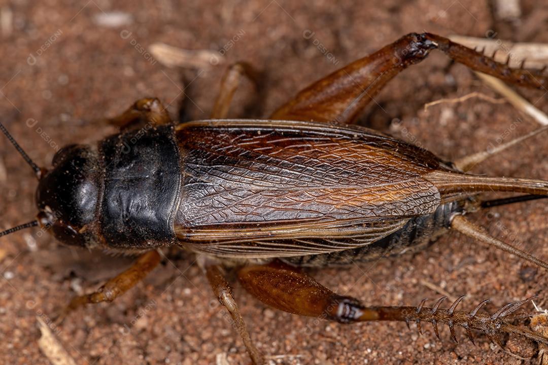 Grilo de campo adulto da subfamília Gryllinae