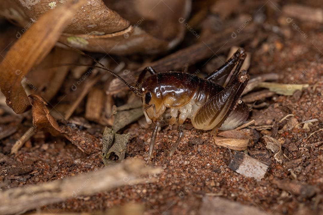 Rei Cricket Ninfa da Subfamília Lutosinae