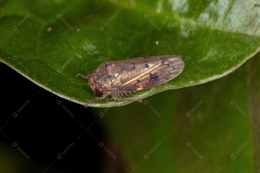 Cigarrinha Típica Adulto do Gênero Polana