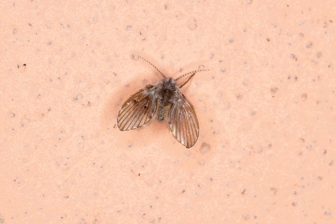 Traça de banheiro Midge da espécie Clogmia albipunctata