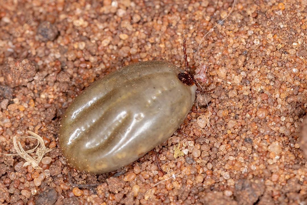 Carrapato adulto de capa dura da família Ixodidae