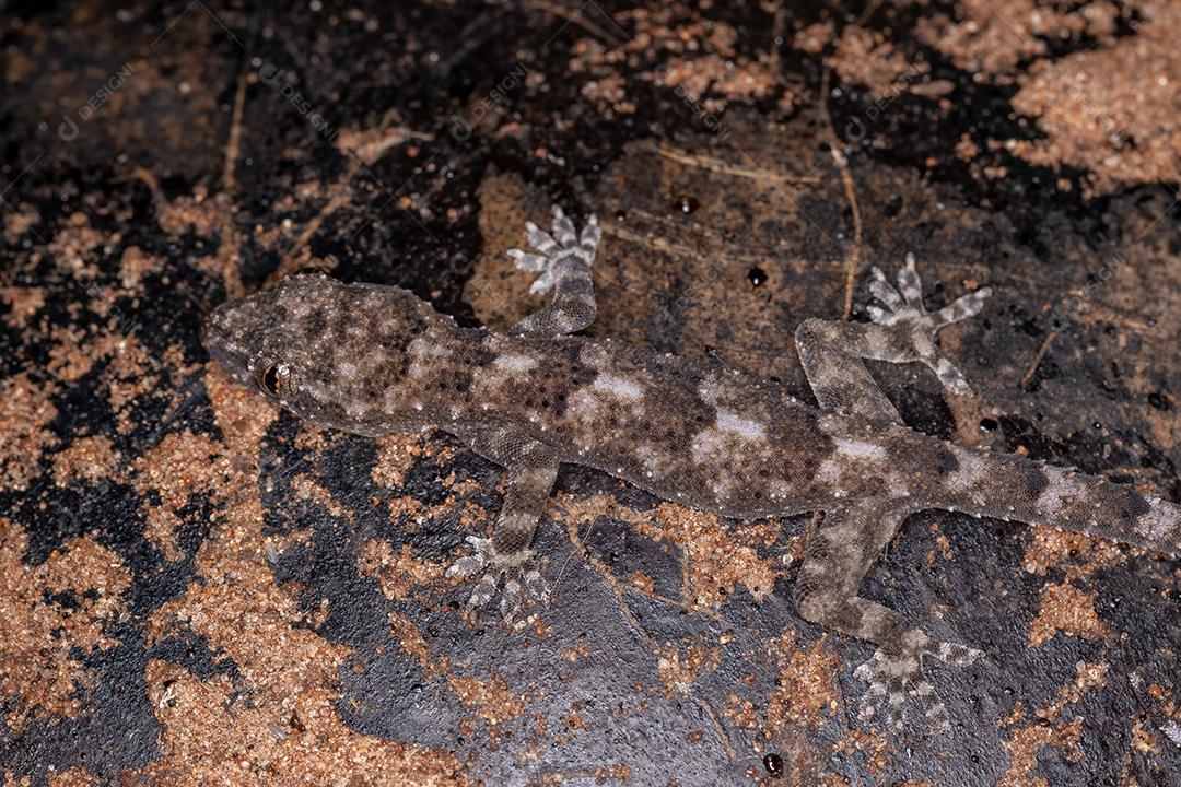 Tropical House Gecko da espécie Hemidactylus mabouia