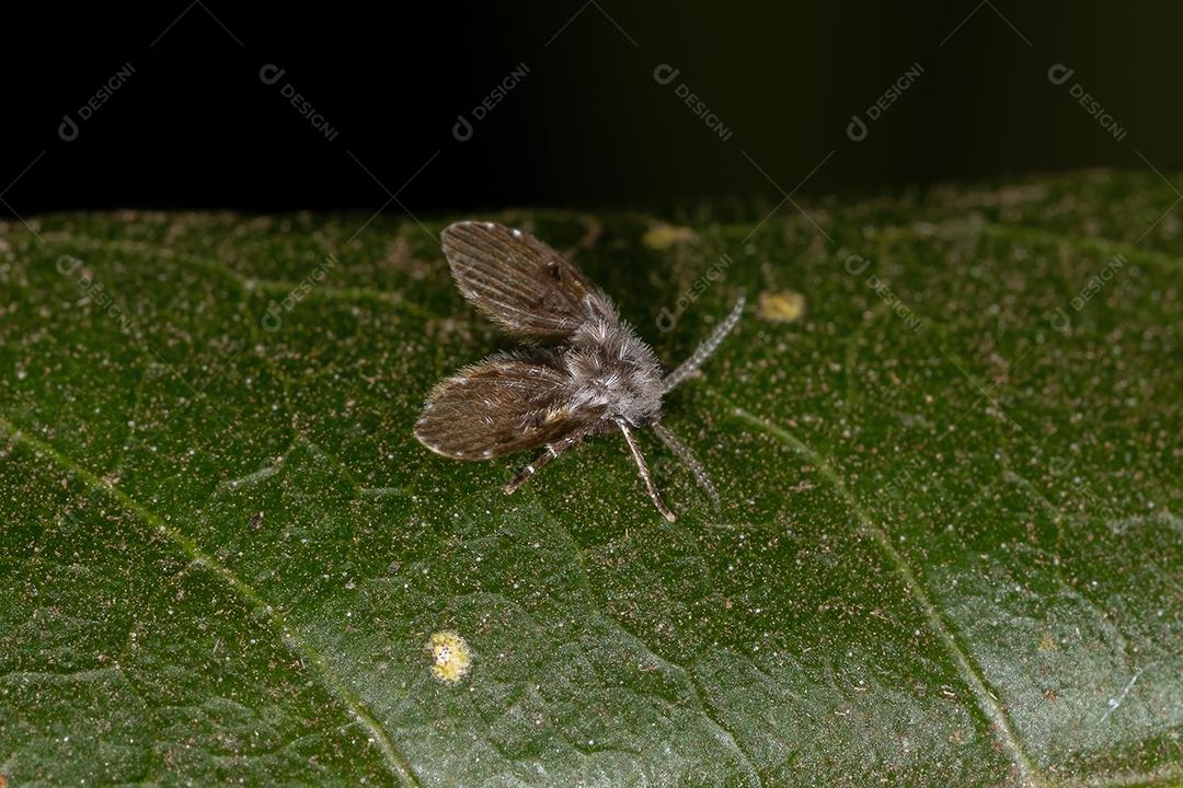 Traça de banheiro Midge da espécie Clogmia albipunctata