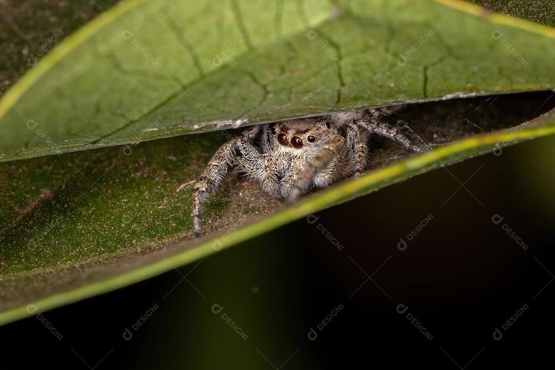 Aranha saltadora fêmea adulta da subtribo Dendryphantina