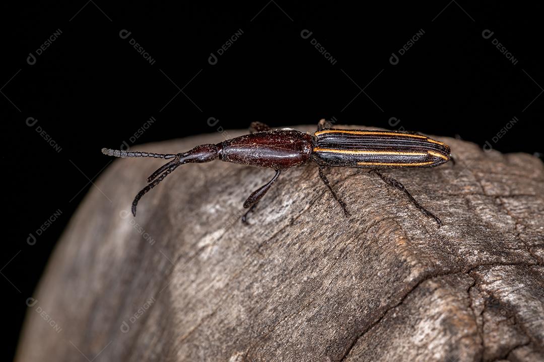 Gorgulho de focinho reto adulto do gênero Brentus