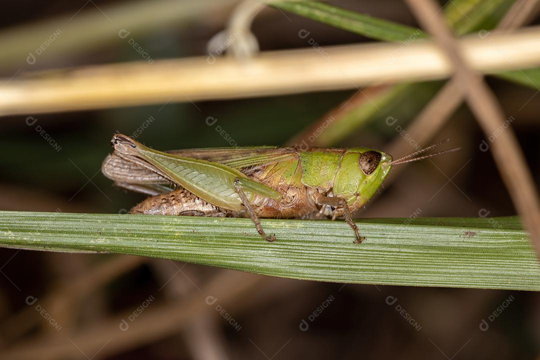 Gafanhoto de cara inclinada estridulante adulto da espécie Dichromorpha australis