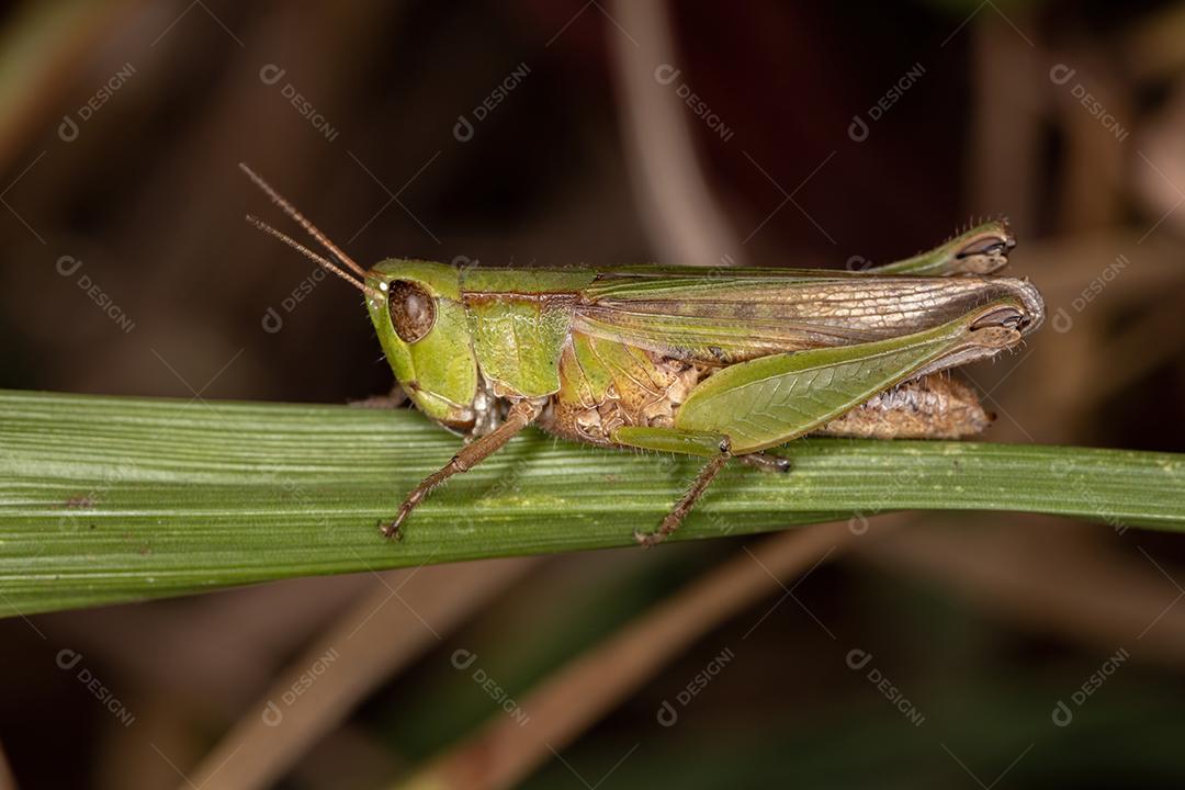 Gafanhoto de cara inclinada estridulante adulto da espécie Dichromorpha australis