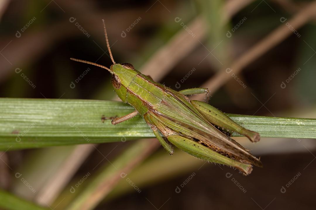 Gafanhoto de cara inclinada estridulante adulto da espécie Dichromorpha australis