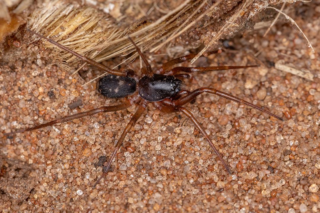 Formiga mímica Sac Spider da espécie Falconina gracilis