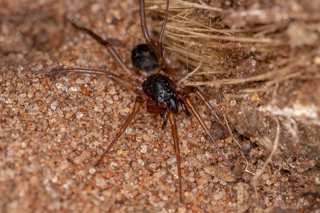 Formiga mímica Sac Spider da espécie Falconina gracilis