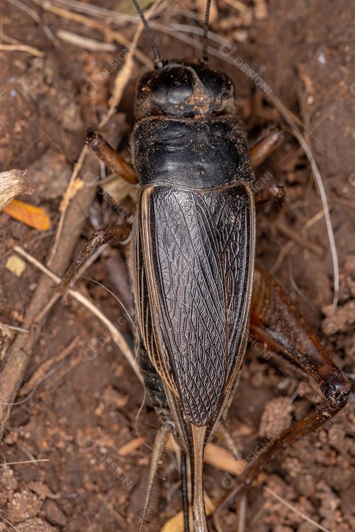 Grilo de campo adulto da subfamília Gryllinae