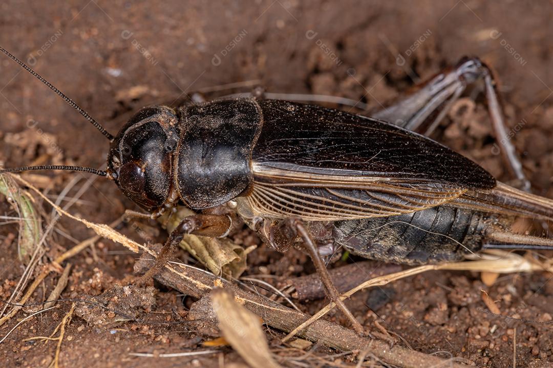 Grilo de campo adulto da subfamília Gryllinae