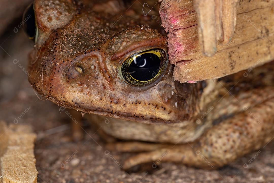 Pequeno sapo cururu da espécie Rhinella diptycha