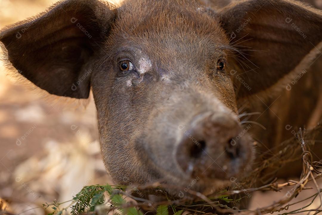Porco preto criado em chiqueiro