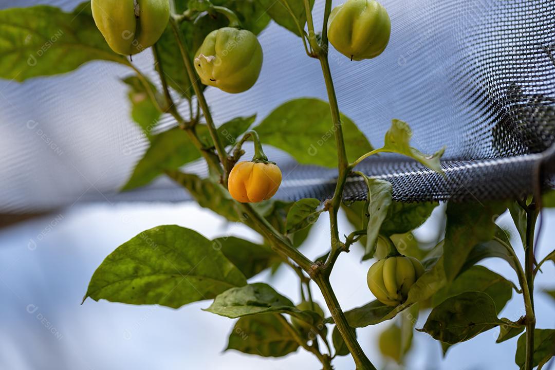 Plantas de pimenta com frutas folha floresta