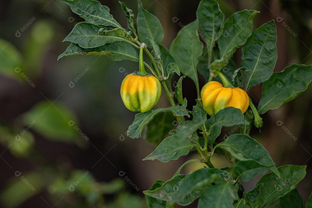 Plantas de pimenta com frutas folha floresta