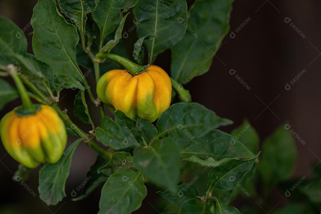 Plantas de pimenta com frutas folha floresta