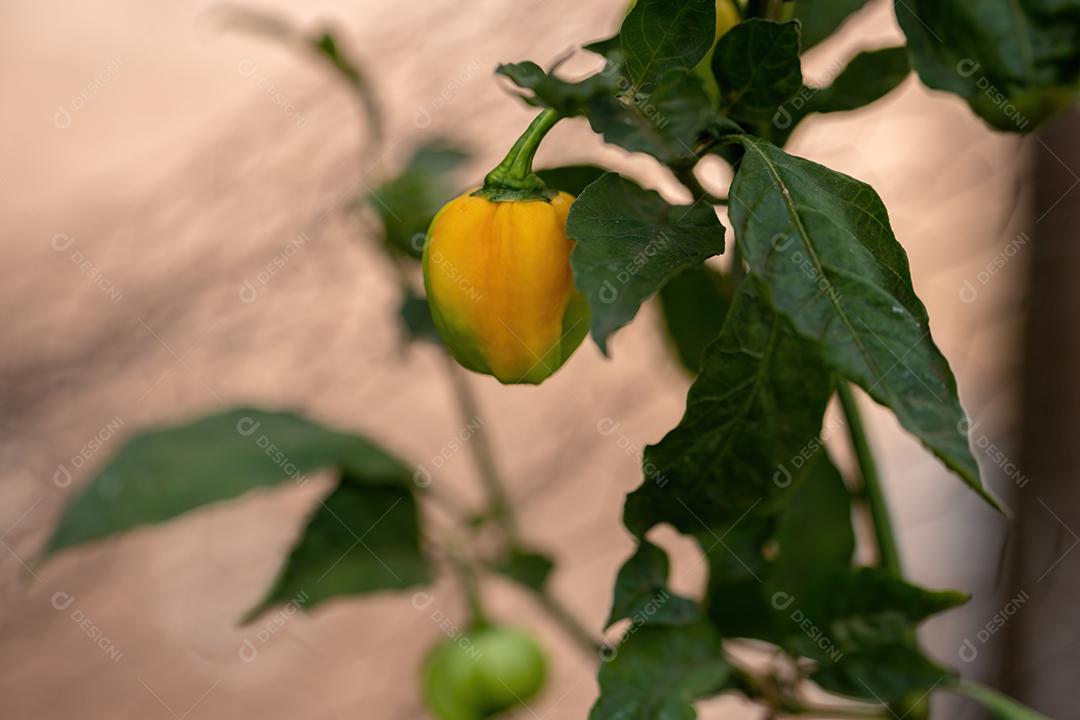 Plantas de pimenta com frutas folha floresta