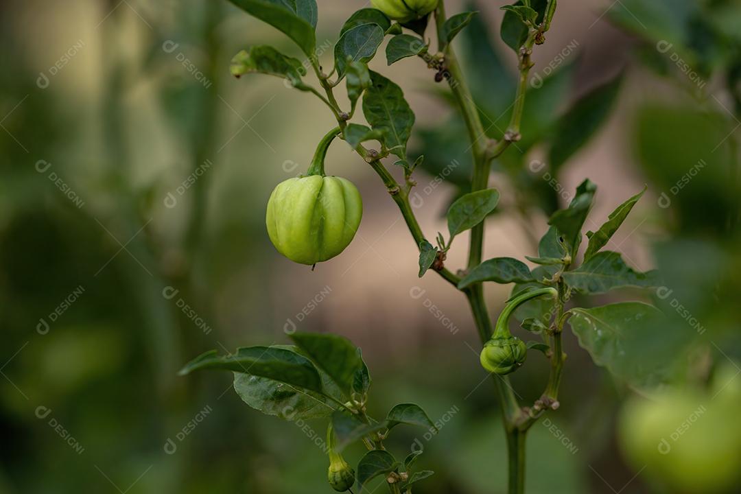 Plantas de pimenta com frutas folha floresta