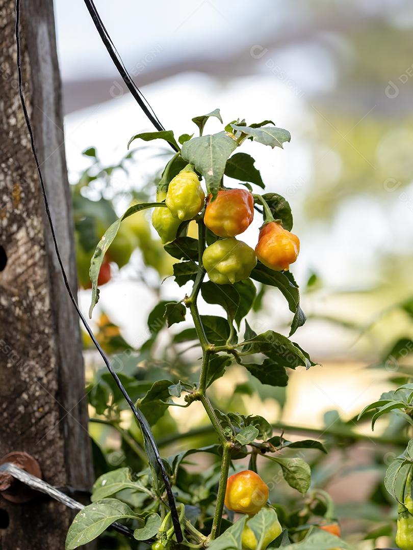 Plantas de pimenta com frutas