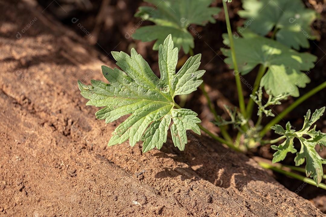 Pequena planta com flores do subfilo Angiospermae