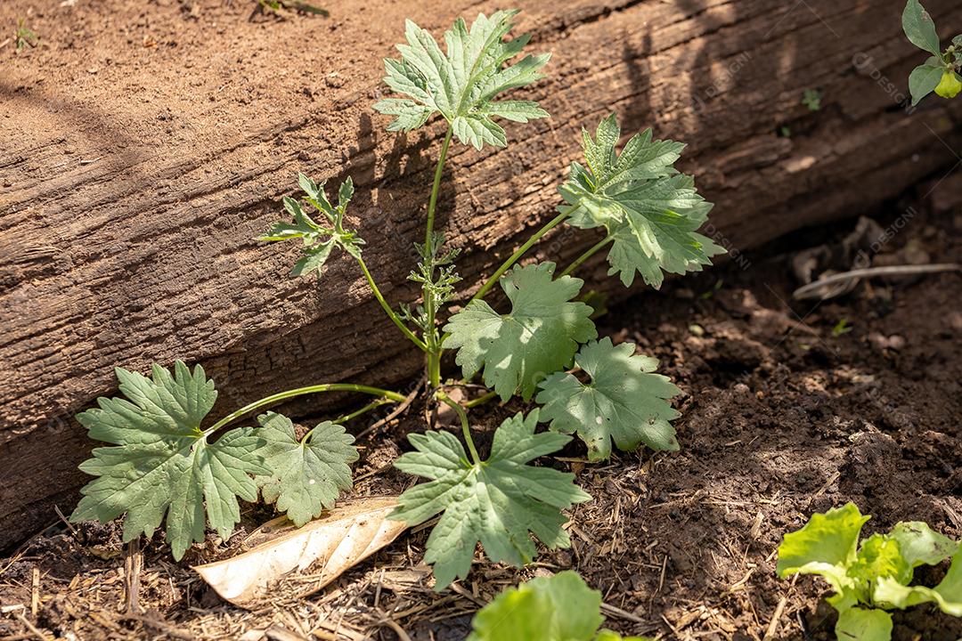 Pequena planta com flores do subfilo Angiospermae